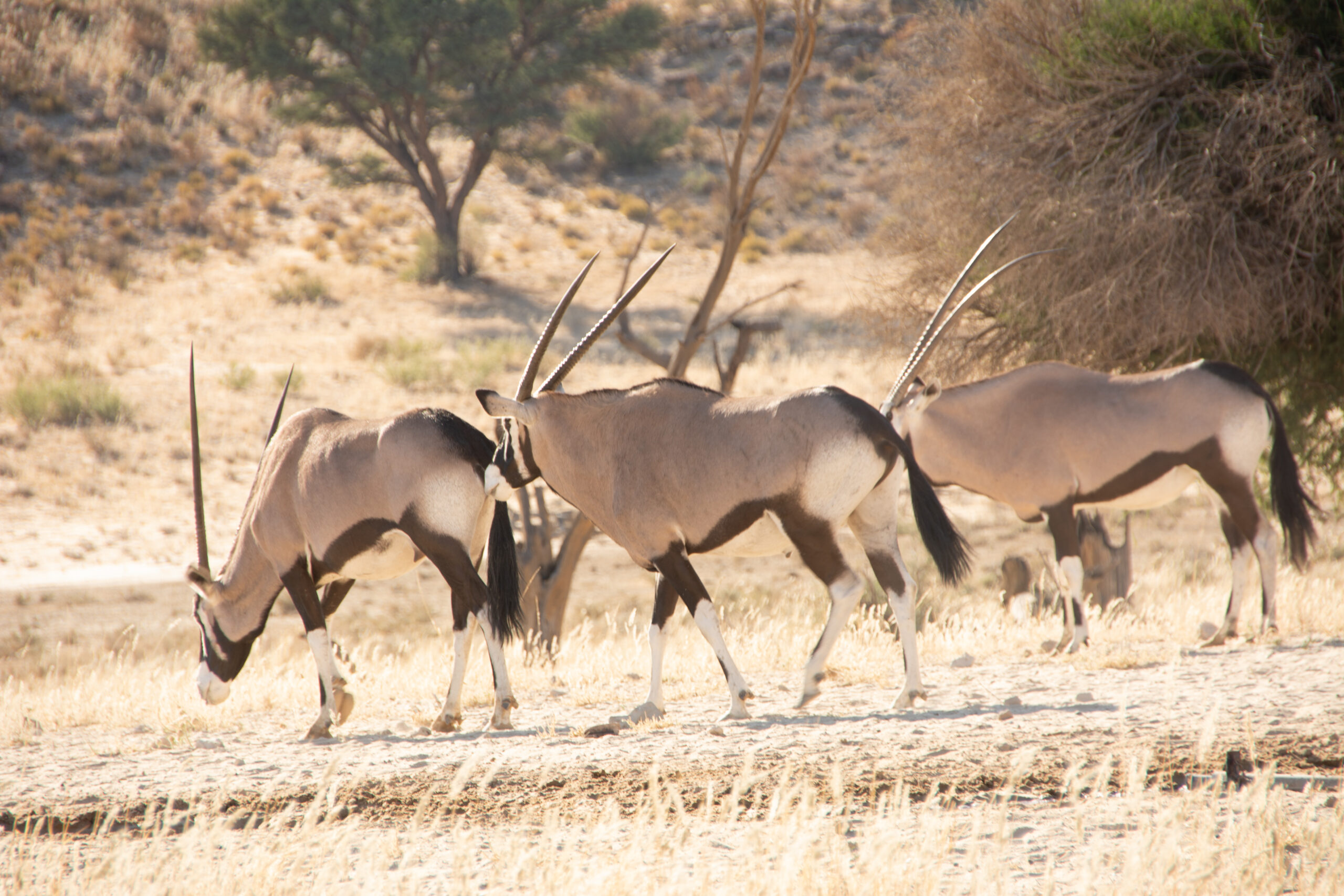 Off-Grid Adventure: Kgalagadi Transfrontier Park Travel Guide