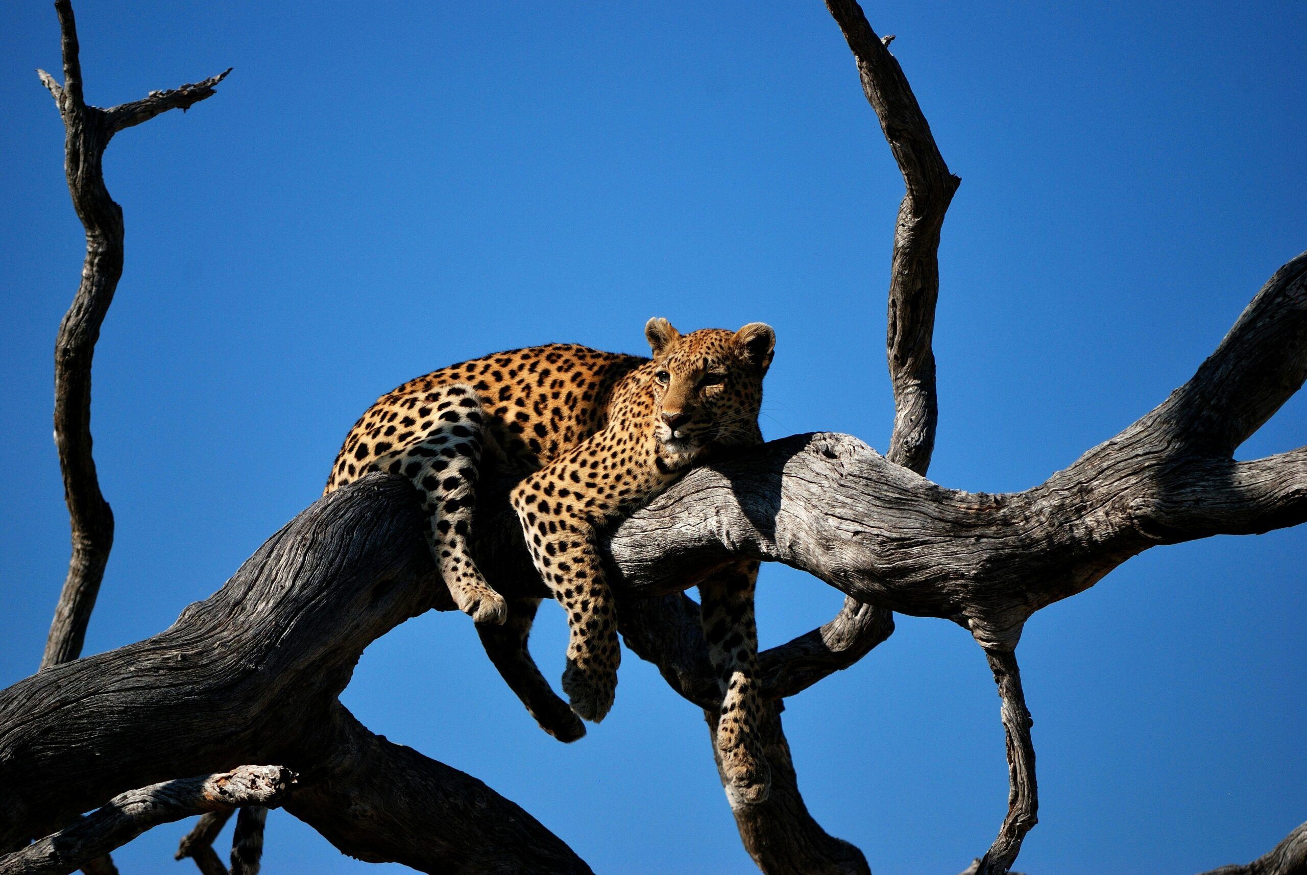 The Ultimate Guide to Overlanding and Off-Grid Adventures in Botswana