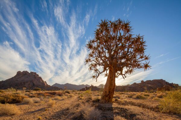Richtersveld Kooker boom or Quiver trees in the fore ground with the Richtersveld in the background