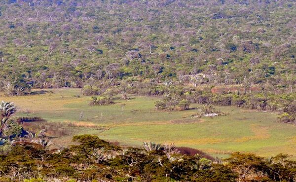 Masuku woodlands, natural fern fields, and seasonal flower beds.